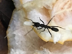 Neoponera apicalis