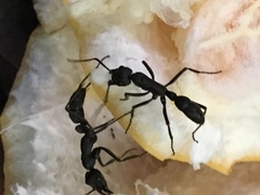 Neoponera apicalis