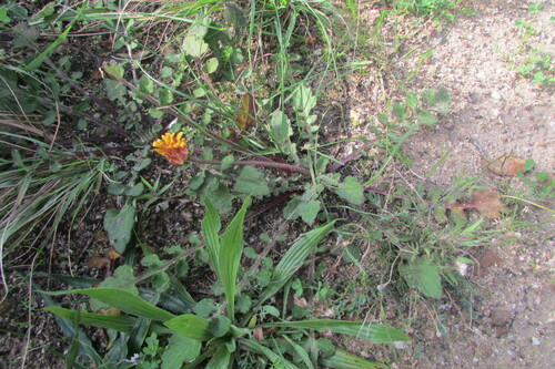 Image of Flat African Daisy (Arctotis acaulis) by (c) James Deacon, some rights reserved (CC BY-SA)