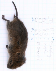 Microtus oregoni