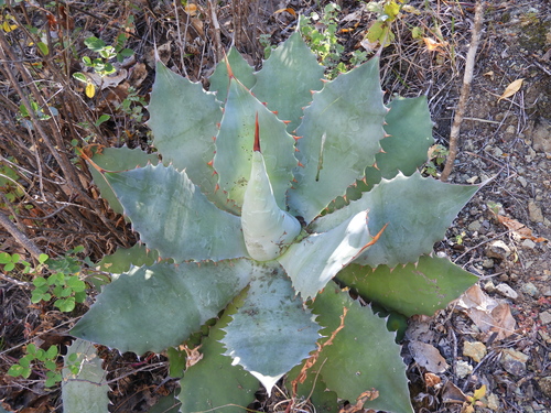 Image of Agave potatorum by (c) Leticia Jiménez Hernández, some rights reserved (CC BY-SA)