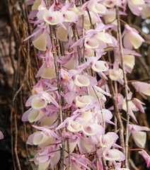 Dendrobium aphyllum