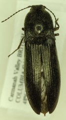 Proludius angusticollis