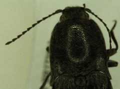 Proludius angusticollis