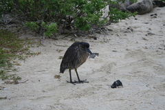 Nyctanassa violacea pauper