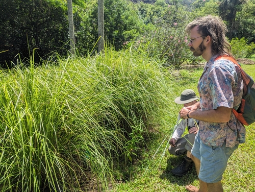 Vetiver