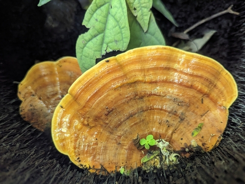 Rigidoporus microporus