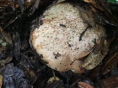 Butyriboletus persolidus