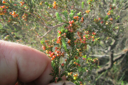 Image of Erica axillaris by (c) James Deacon, some rights reserved (CC BY-SA)