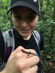 Loxopholis parietalis