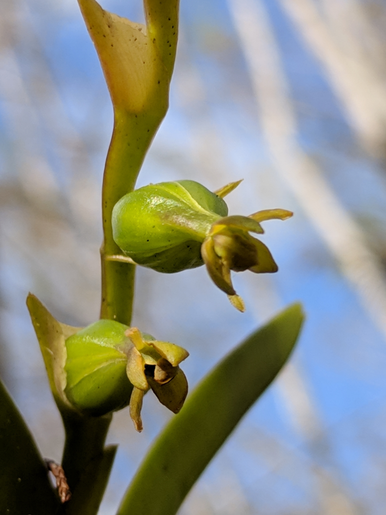 Epidendrum rigidum Jacq. 2