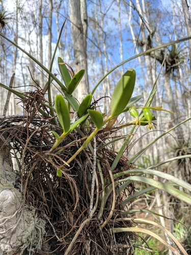 Stiff Flower Star Orchid