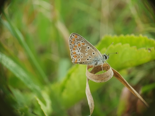 Aricia agestis