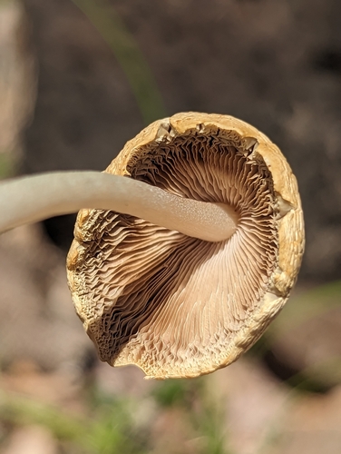 Candolleomyces candolleanus observed 2023-07-13