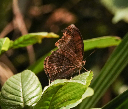Chocolate Pansy