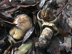 Cortinarius ponderosus