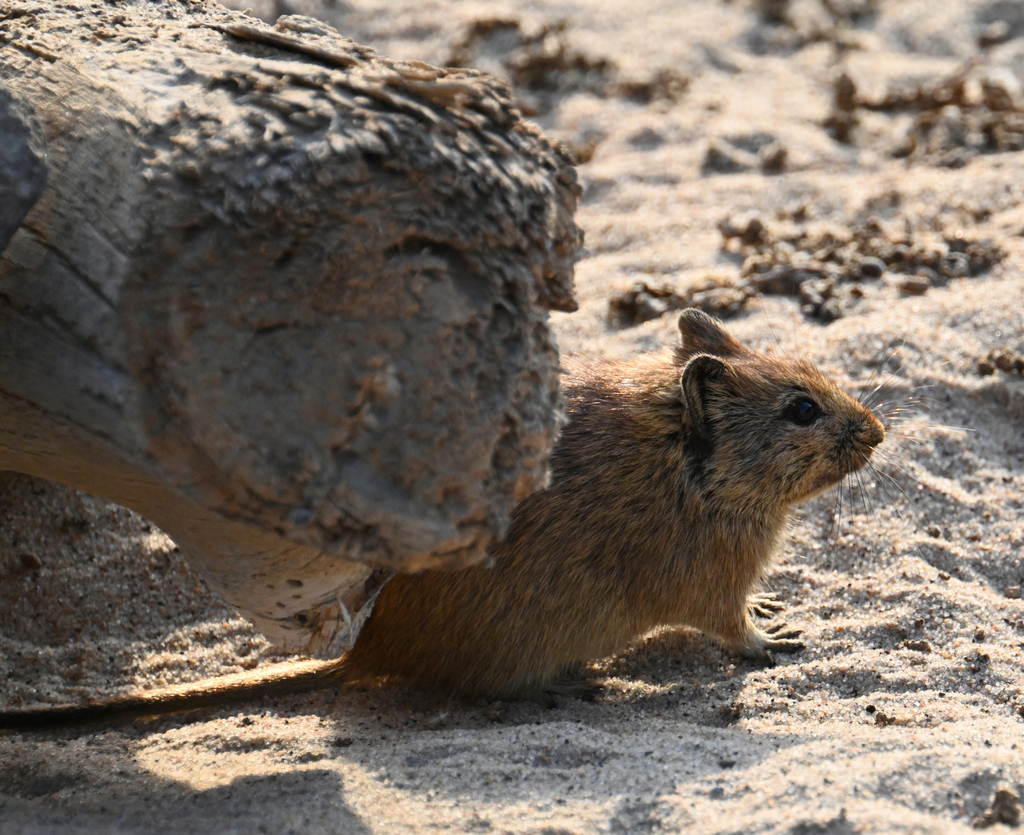 Littledale's Whistling Rat