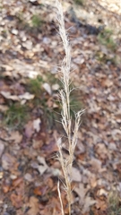 Aristida longespica