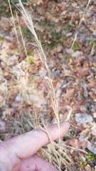 Aristida longespica