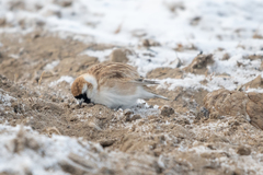 Montifringilla davidiana