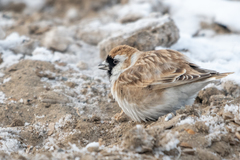 Montifringilla davidiana