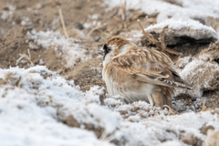 Montifringilla davidiana