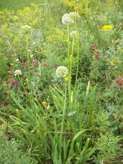 Allium nutans
