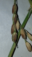 Oryza sativa