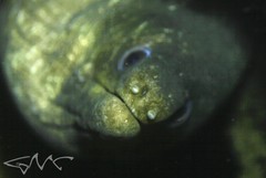 Gymnothorax pseudothyrsoideus