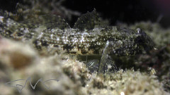 Bathygobius krefftii