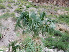 Sabal uresana