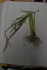 Oryza sativa