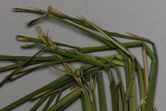 Oryza sativa