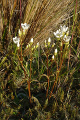Gentianella corymbifera gracilis