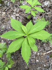 Oclemena acuminata image