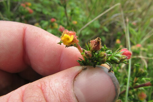 Image of Hermannia rudis by (c) James Deacon, some rights reserved (CC BY-SA)