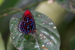 Paralaxita damajanti