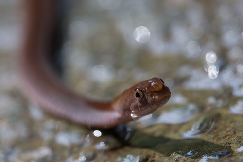 Blue-necked Keelback