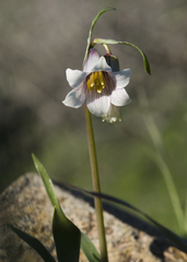Fritillaria striata