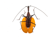Mormolyce phyllodes