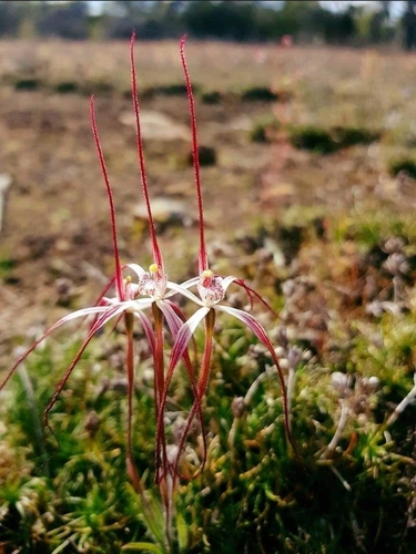 Caladenia dimidia Hopper & A.P.Br.