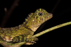 Gonocephalus bornensis