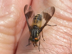 Chrysops geminatus
