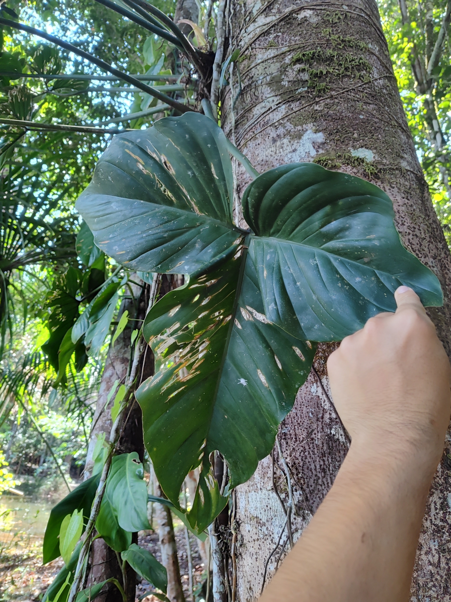 Philodendron barrosoanum  iNaturalist