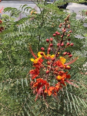 Caesalpinia pulcherrima