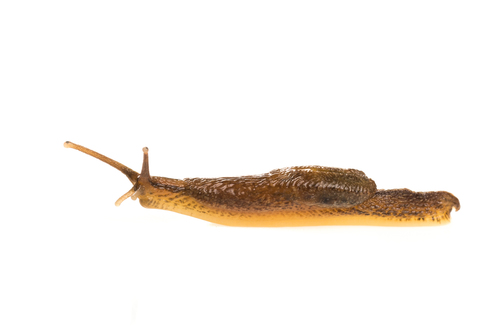Microparmarion sallehi