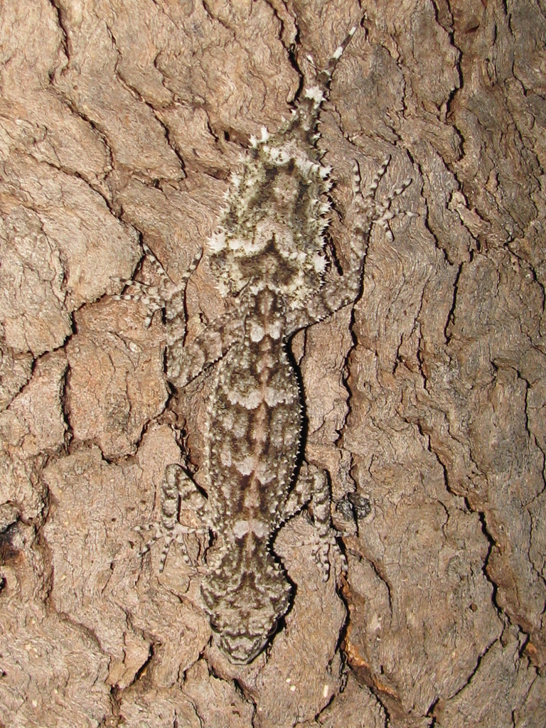 Leaf-Tailed Gecko