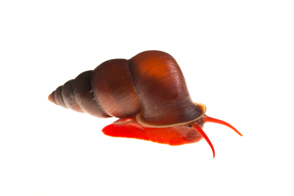 Striped anastomus (Anostomus anostomus) — Anostomidae