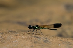 Chlorocyphidae