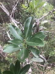 Euclea racemosa macrophylla
